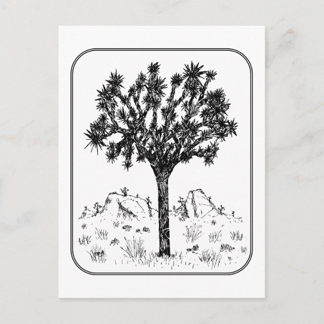 Carte Postale Arbre Joshua (Bordure) (Devant)