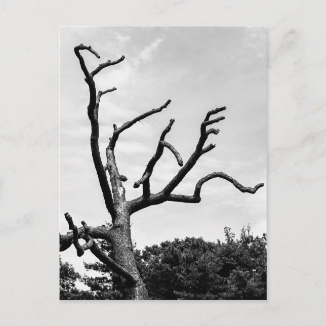 Carte Postale arbre libre (Devant)