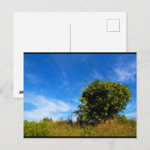 Carte Postale Arbre Mandarin Solitaire