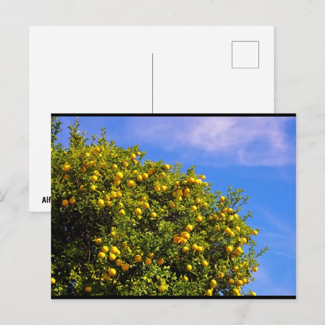 Carte Postale Arbre mandarin sous le ciel bleu (Devant / Derrière)
