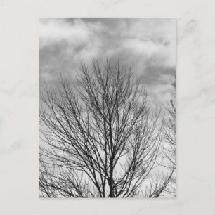 Carte Postale Arbre monochrome
