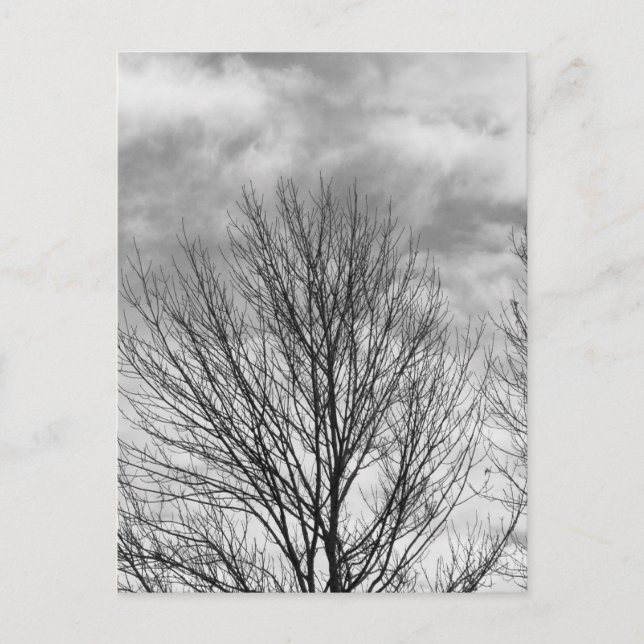 Carte Postale Arbre monochrome (Devant)