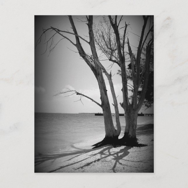 Carte Postale Arbre noir au bord de la mer (Devant)