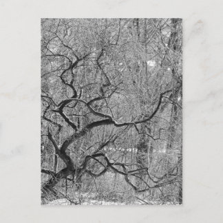 Carte Postale arbre noir et blanc