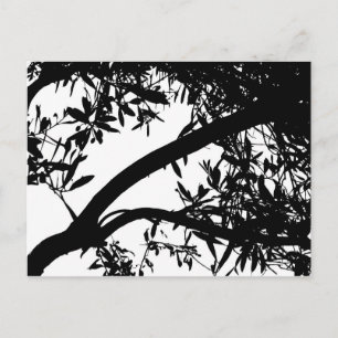 Carte postale Arbre noir et blanc