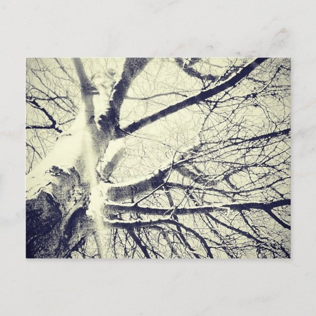 Carte Postale Arbre noir et blanc nu (Devant)