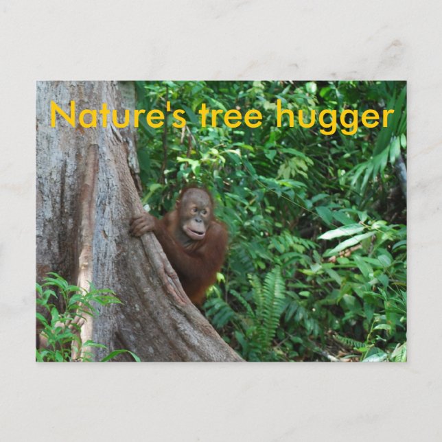 Carte Postale Arbre original Hugger Borneo Nature (Devant)