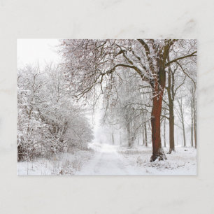 Carte Postale Arbre   Parc Stupinigi, Italie