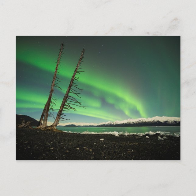 Carte Postale Arbre penché Aurora (Devant)