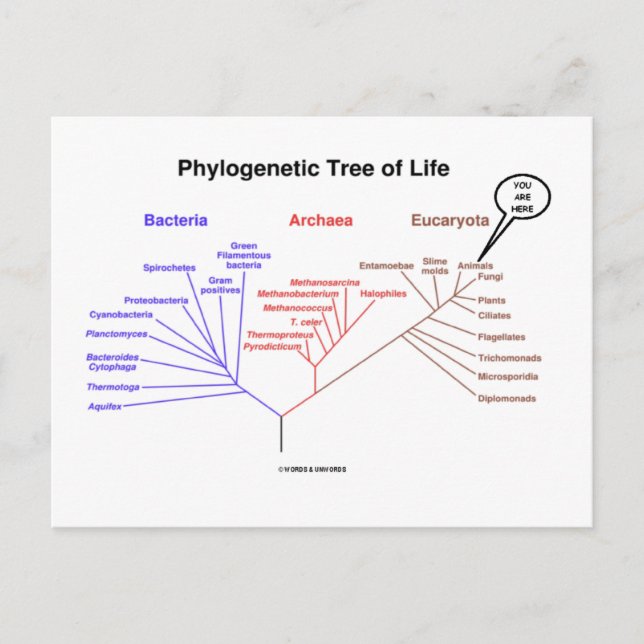 Carte Postale Arbre Phylogénétique De La Vie - Vous Êtes Ici (Bi (Devant)