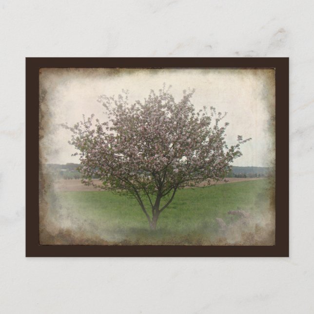 Carte Postale Arbre pomme en fleurs (Devant)