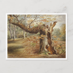 Carte Postale Arbre pourrissant par Elizabeth Murray