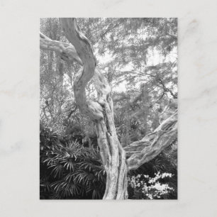 Carte Postale Arbre recouvert de graffitis