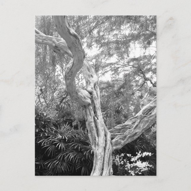Carte Postale Arbre recouvert de graffitis (Devant)