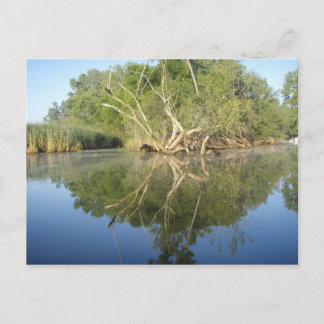 Carte Postale Arbre réfléchissant