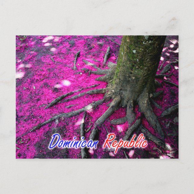 Carte Postale Arbre République Dominicaine (Devant)