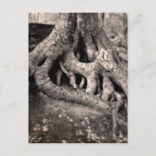 Carte postale Arbre Roots
