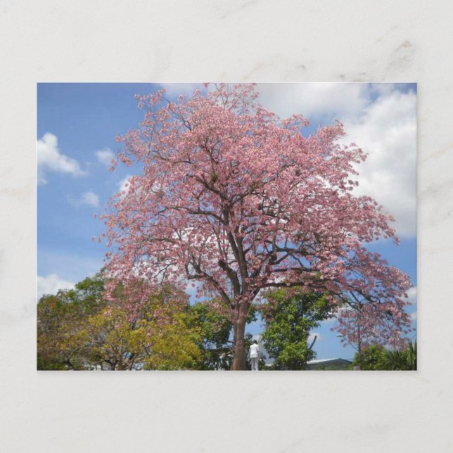Carte Postale Arbre rose sur Harris Promenade San Fernando (Devant)