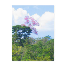 Arbre rose Venezuela Jungle Paysage