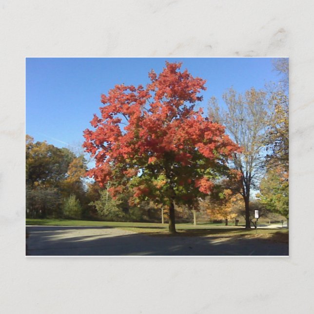 Carte Postale Arbre rouge (Devant)