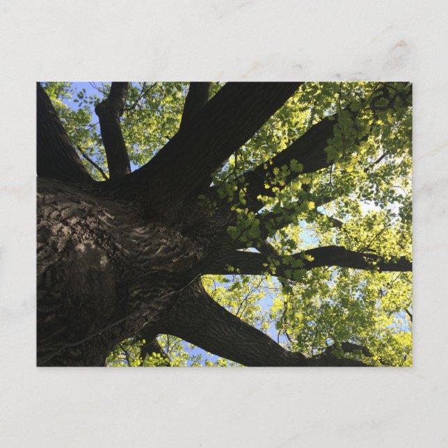 Carte postale Arbre solaire (Devant)