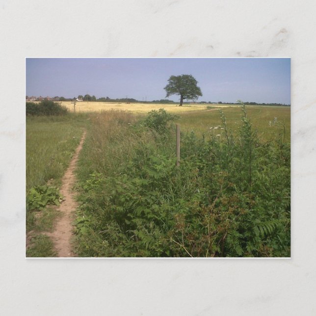 Carte Postale Arbre solitaire (Devant)