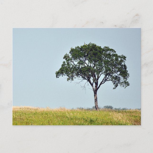 Carte Postale Arbre solitaire (Devant)