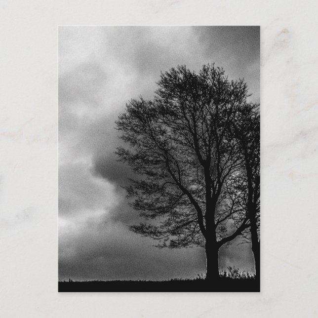 Carte Postale Arbre solitaire (Devant)