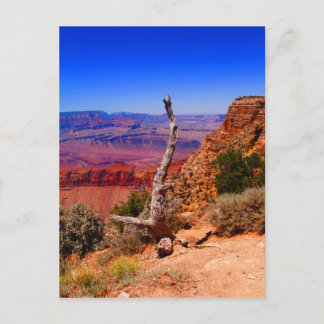 Carte Postale Arbre solitaire au Grand Canyon en Arizona