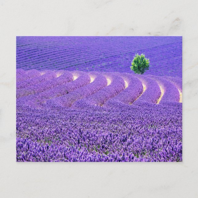 Carte Postale Arbre solitaire dans le champ de lavande, France (Devant)
