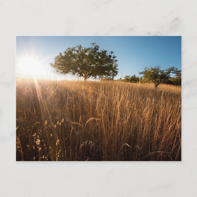 Carte Postale Arbre solitaire dans le pré (Devant)