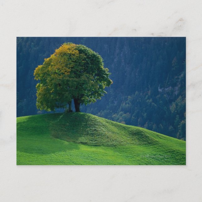 Carte Postale Arbre sur une colline (Devant)
