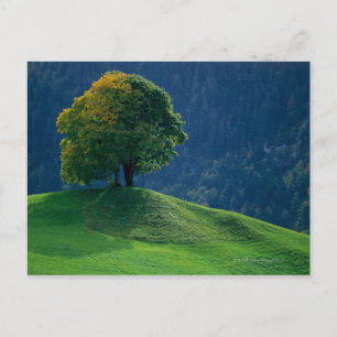 Carte Postale Arbre sur une colline