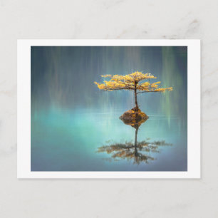 CARTE POSTALE: ARBRE SUR UNE ÎLE