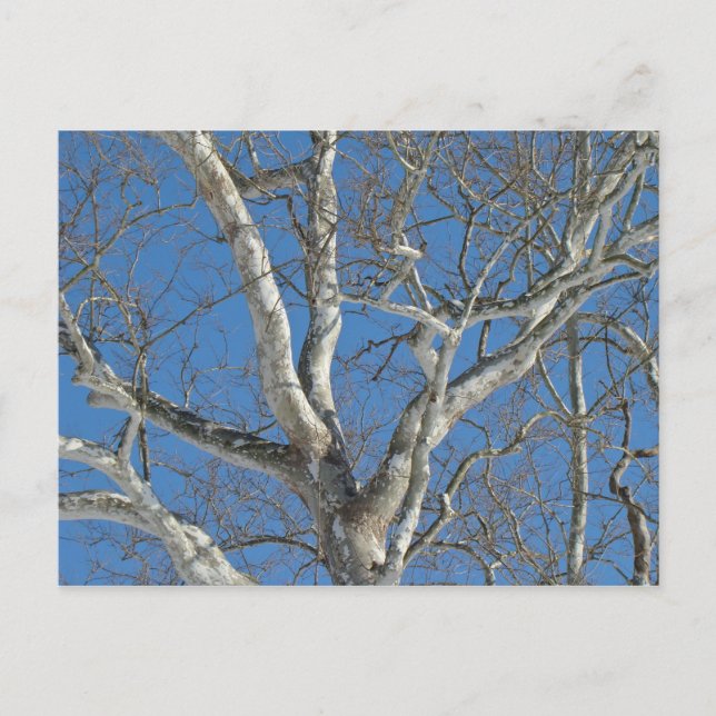 Carte Postale Arbre Sycamore contre les objets Sky hivernaux (Devant)