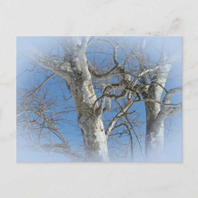 Carte Postale Arbre Sycamore contre les objets Sky hivernaux (Devant)