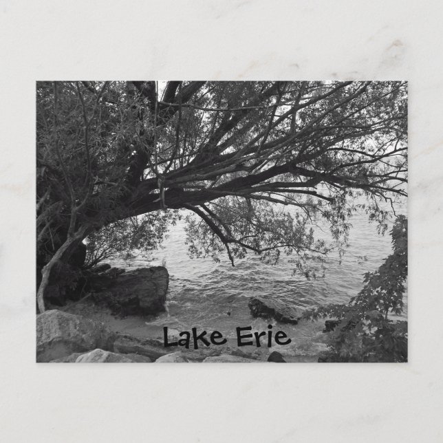 Carte Postale Arbre tombé sur le lac Érié (Devant)