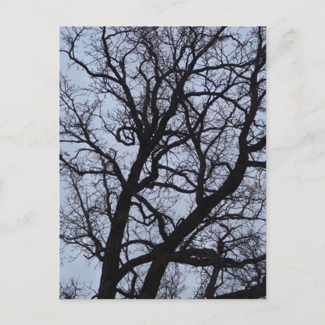 Carte Postale Arbre vampire (Devant)