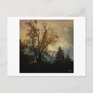 Carte Postale Arbre vieilli