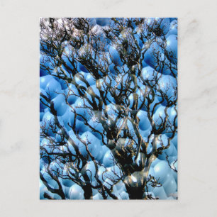 CARTE POSTALE ARBRES