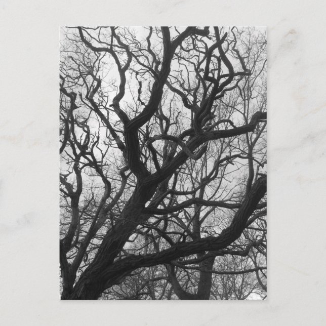 Carte Postale Arbres (Devant)