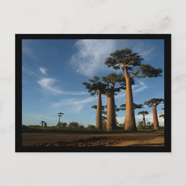 CARTE POSTALE ARBRES (Devant)