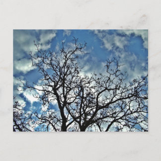 carte postale arbres