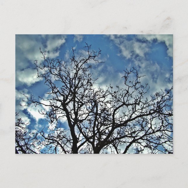 carte postale arbres (Devant)