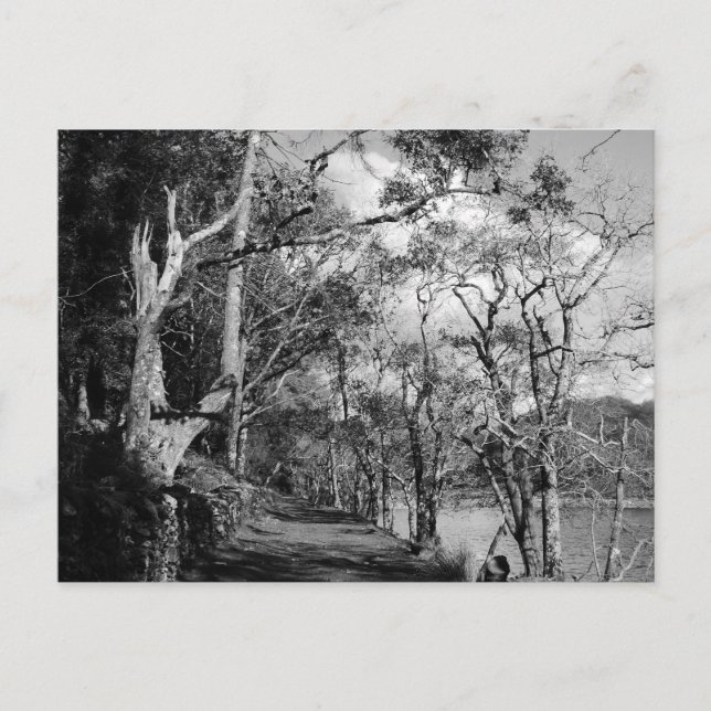 CARTE POSTALE ARBRES (Devant)