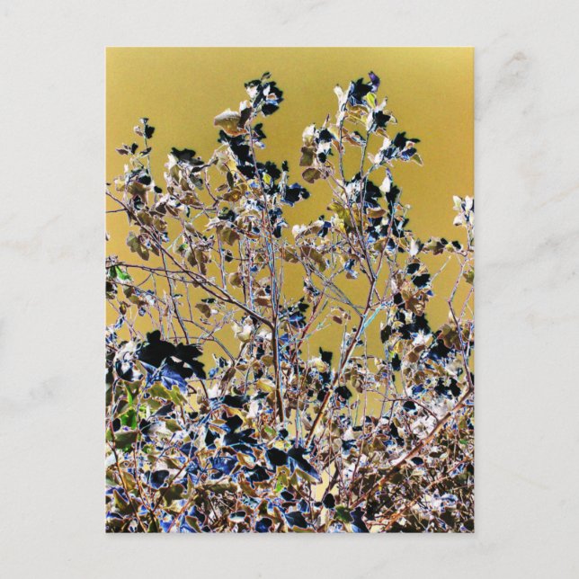 CARTE POSTALE ARBRES (Devant)