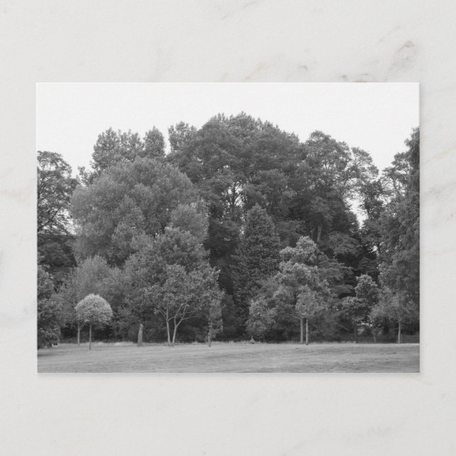 Carte Postale Arbres à Bute Park, Cardiff - BW (Devant)