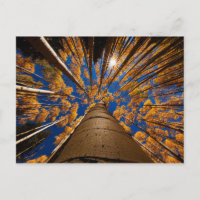 Arbres à Flagstaff, Arizona (San Francisco Peaks)