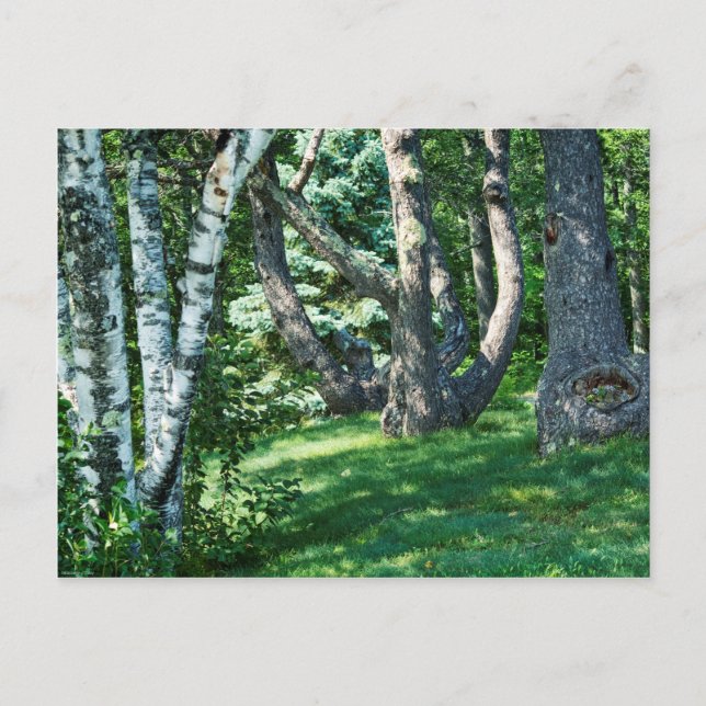 Carte Postale Arbres à flanc de colline (Devant)