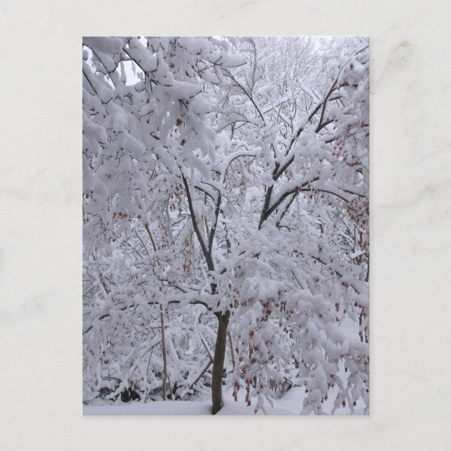 Carte Postale Arbres à neige (Devant)